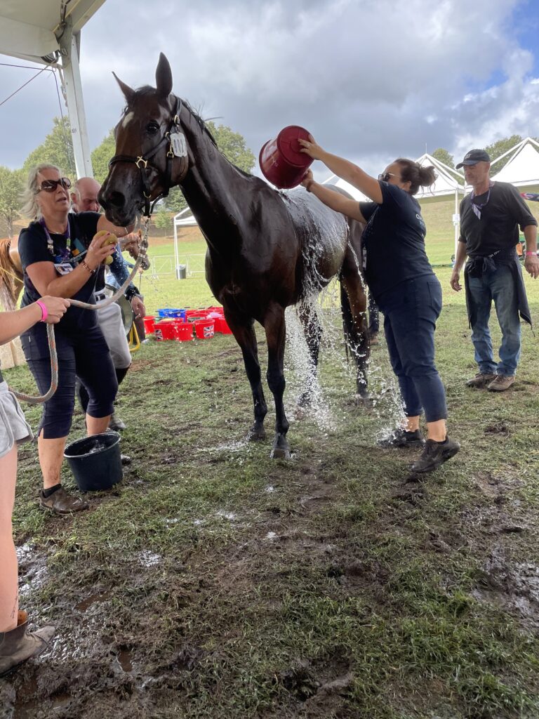 Horse cooling